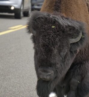 Bison crop DSC_0093