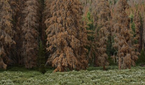 Pine Beetle RMNP DSC_0041