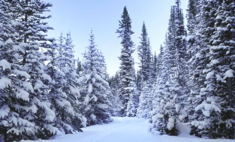 0114030409 Blue Spruce Snow 4000dpi processed 120107 2