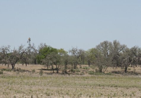 Central Tx Tree kill D_opt