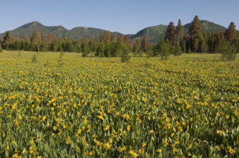 A healthy climate is not always as it seems. Redkill Lodgepole Pine stand behind a field of Douglas' Sunflower at Steamboat Lake State Park, Colorado. Less than 0.7 degree Celsius of average warming across the globe was responsible for allowing the native mountain pine beetle to kill 20 percent of western US forests between the late 1990s and 2010. The attack continues today with the addition of spruce and fir beetles to the infestation. (Photo: Bruce Melton)